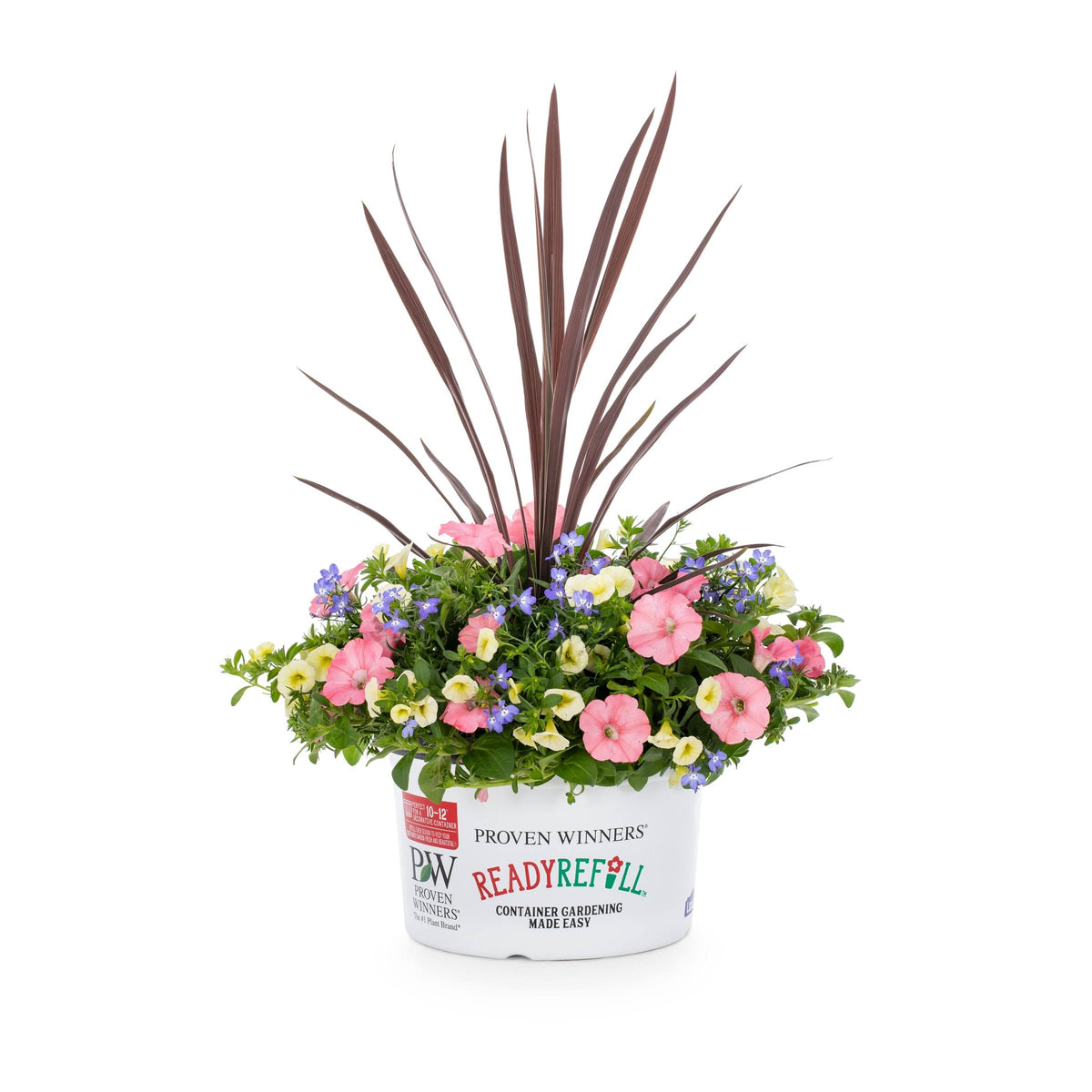 Ready Refill Bermuda Skies in 1.5 - Gallon (S) Pot - Nursery