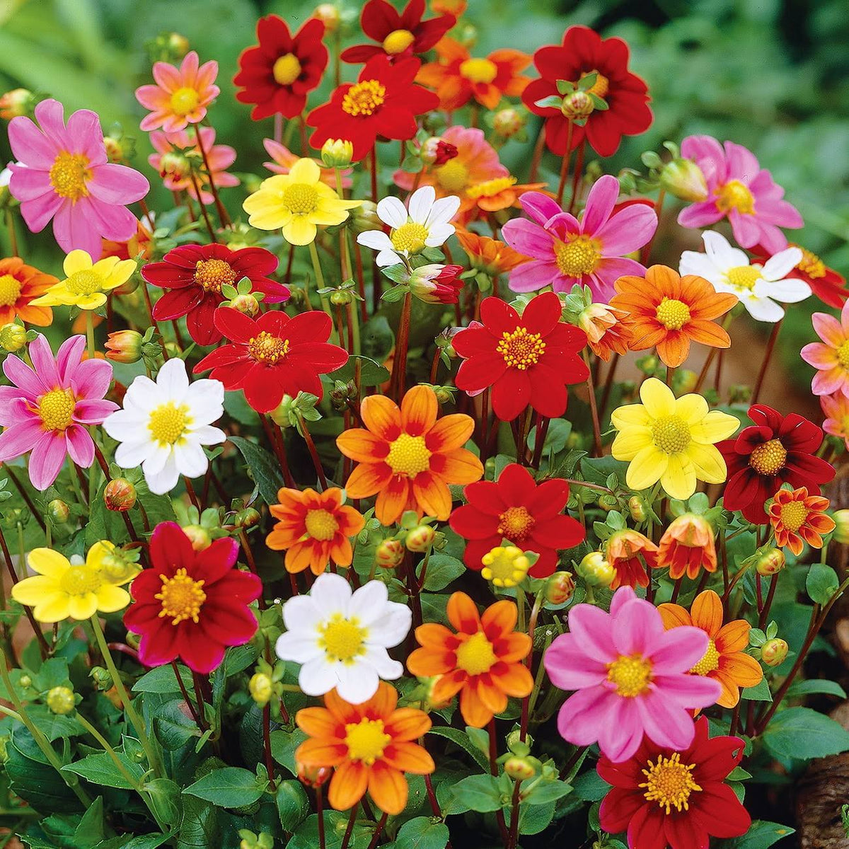 Van Zyverden Dahlia Border Mix Dormant Bulb Full Sun, Multi - Color
