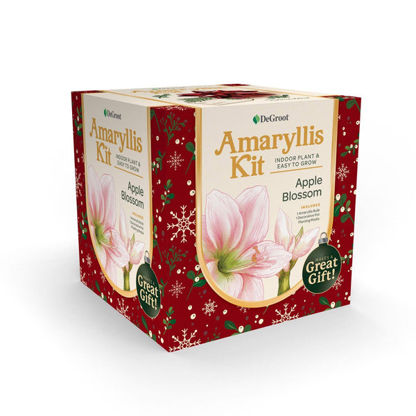 Degroot AY912A00 Amaryllis Flower Gift Box Bulb Kit