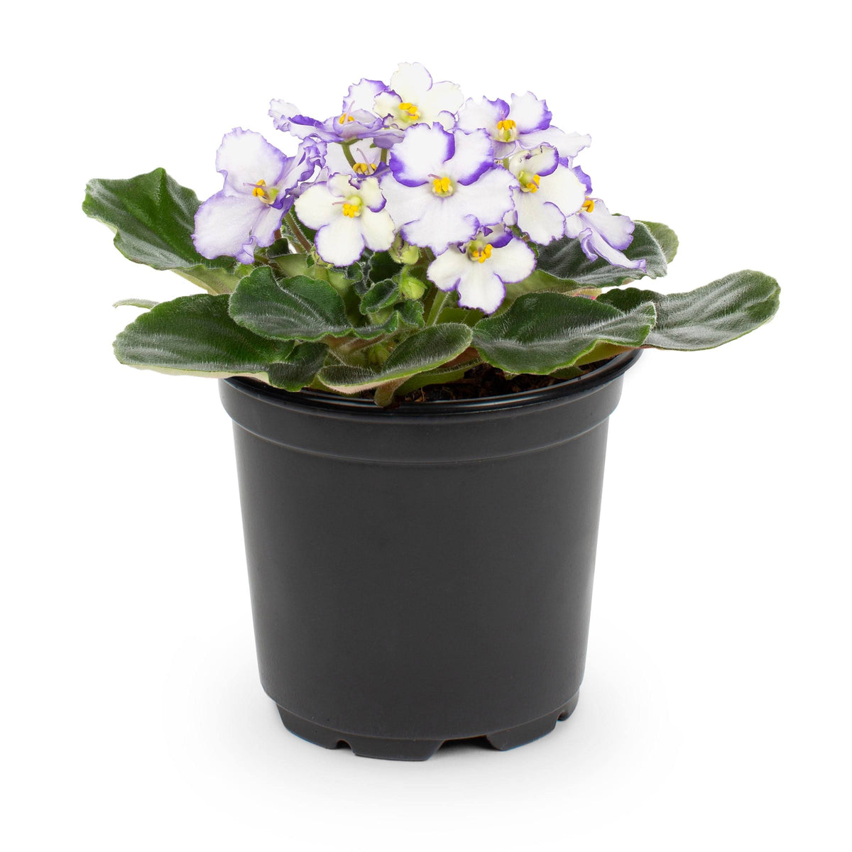 Lowe's African Violet House Plant in 13 - oz Pot - Nursery