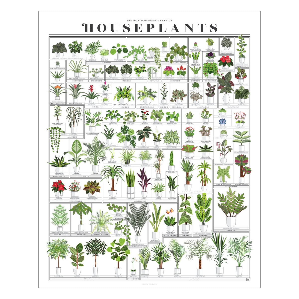 Pop Chart - Horticultural Chart of Houseplants - 16" x 20" Wall Art - Botanical Poster - Earthy Wall Decor - 100% Made in The USA