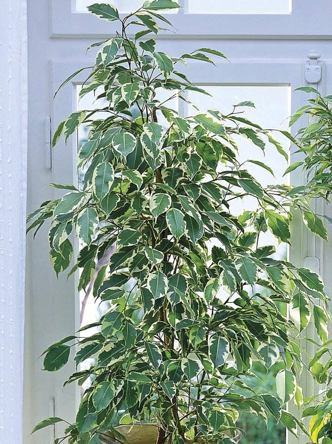 Lowe's Ficus House Plant in 1.75 - Gallon (S) Pot - Nursery