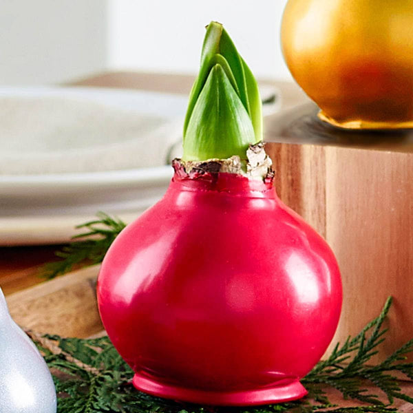 Breck's 1 - Pack Red Flowering Red Waxed Amaryllis Bulb in - 66022