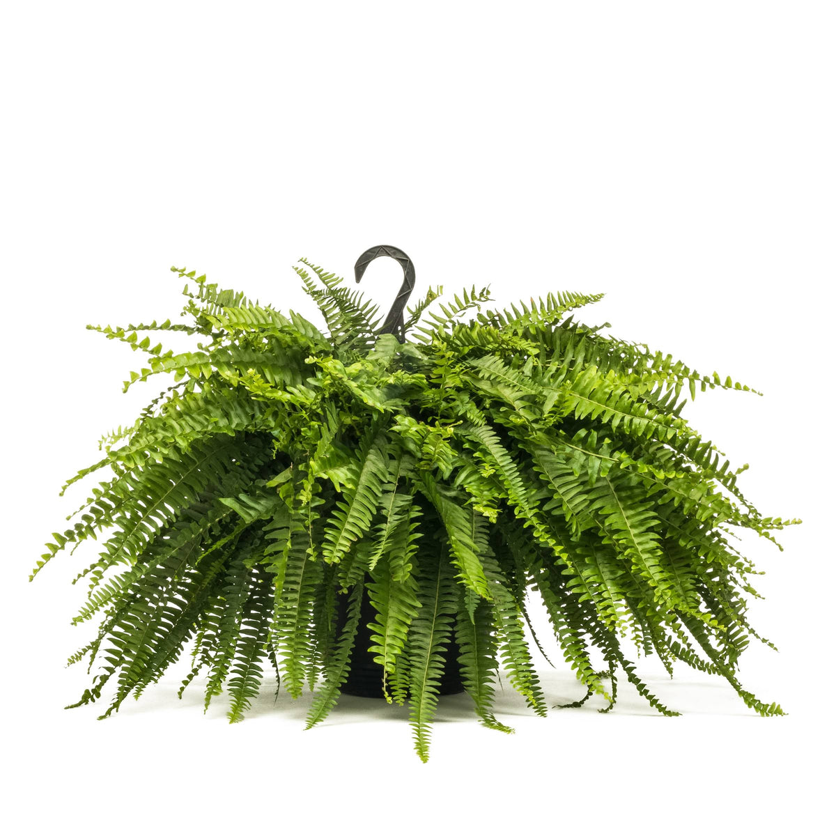 Lowe's 1.5 - Gallon Boston Fern in Hanging Basket - Nursery