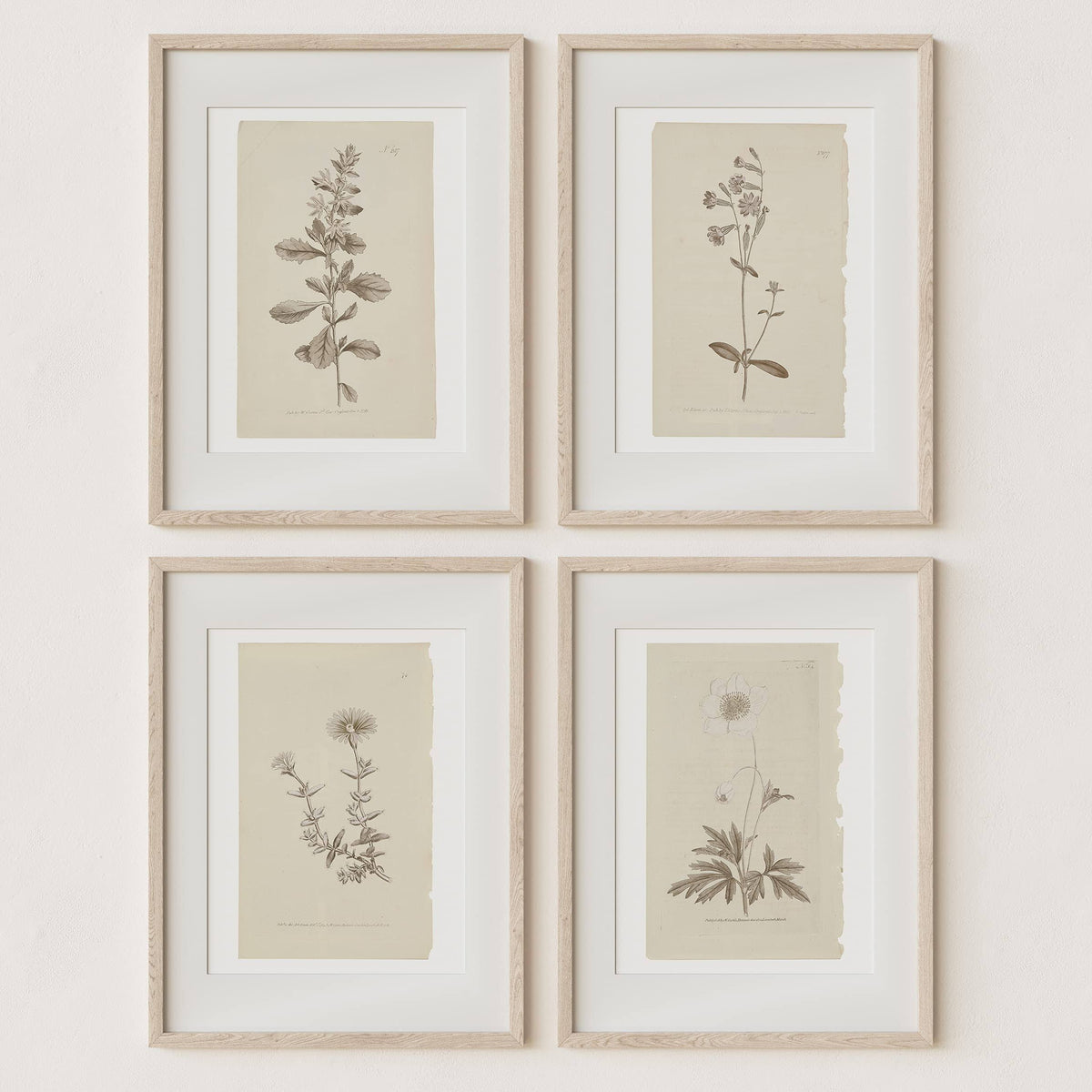 Sandstone & Sage Wall Art Botanical Plant Prints - Vintage Flower Boho Minimalist Floral Artwork Decor for Bedroom, Living Room, Bathroom, Home or