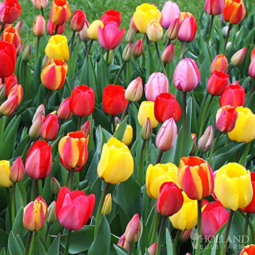 Mixed Triumph Tulip Value Bag (50 Bulbs) - Dutch Grown Flower Bulbs from Holland - Perennial Tulip Bulbs 50 Pack